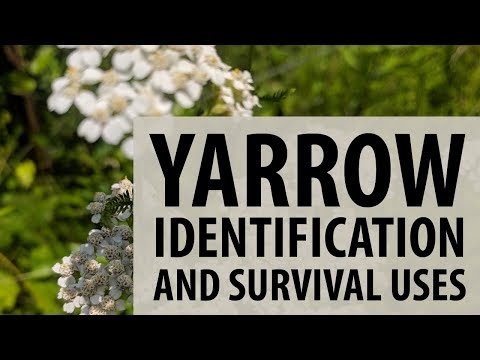 How to identify yarrow