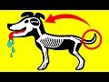 Understand Your Dog Better: 10 Dog Behaviors Explained Understand Your Dog Better: 10 Dog Behaviors Explained