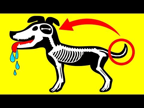 Why Dogs Do This: 10 Strange Behaviors Explained
