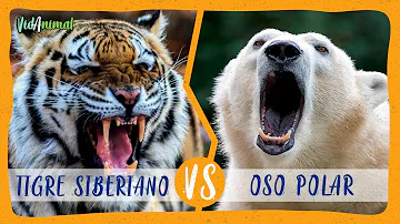 ¿Quién ganaría Tigre contra oso polar?