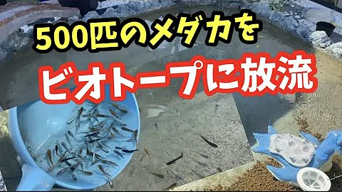 まりもとメダカ Mp3 まりもとメダカ Mp3