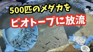 巨大池で沢山のミックスメダカを放流したら最高すぎた！【メダカ】