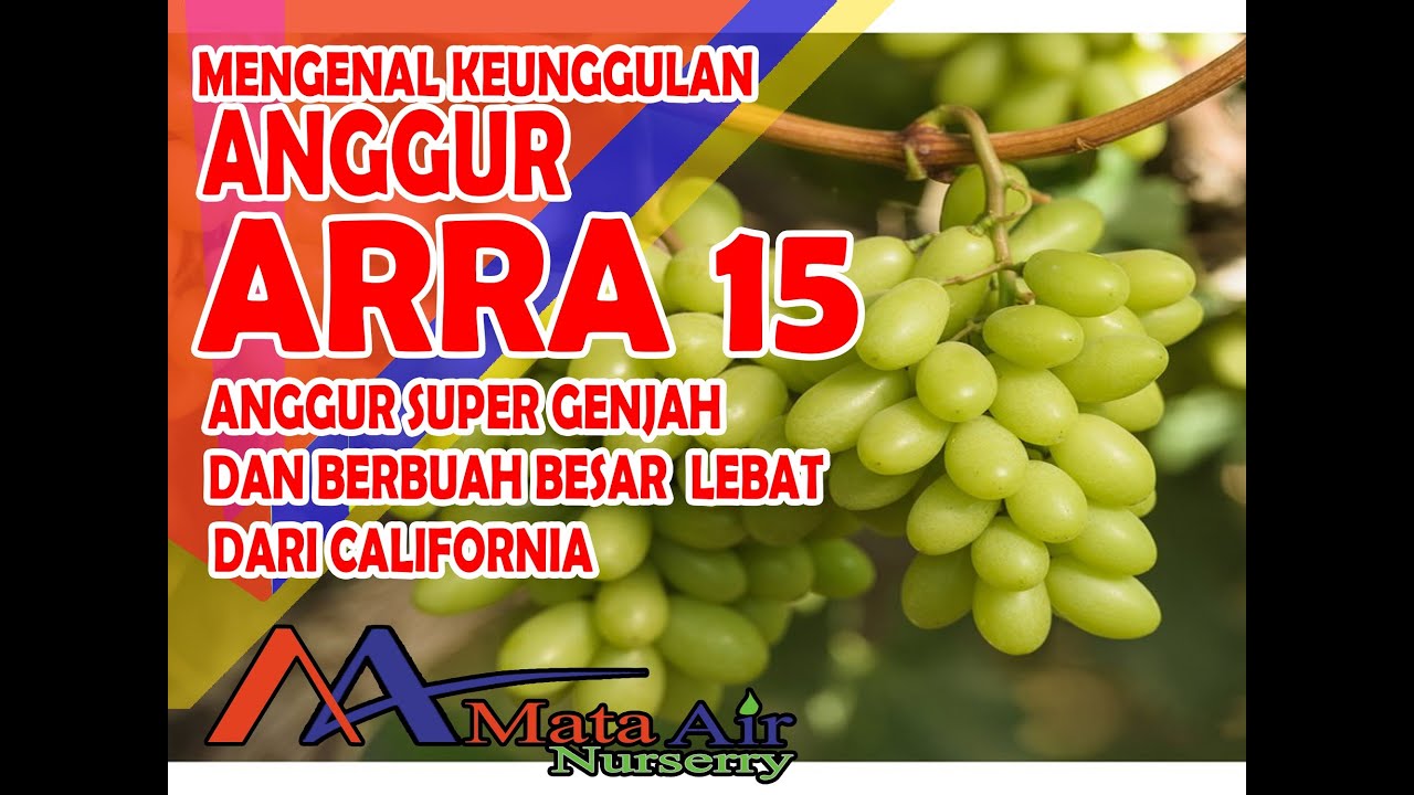 MENGENAL KEUNGGULAN KEISTIMEWAAN ANGGUR ARRA 15 ANGGUR SUPER GENJAH & BERBUAH LEBAT DARI CALIFORNIA