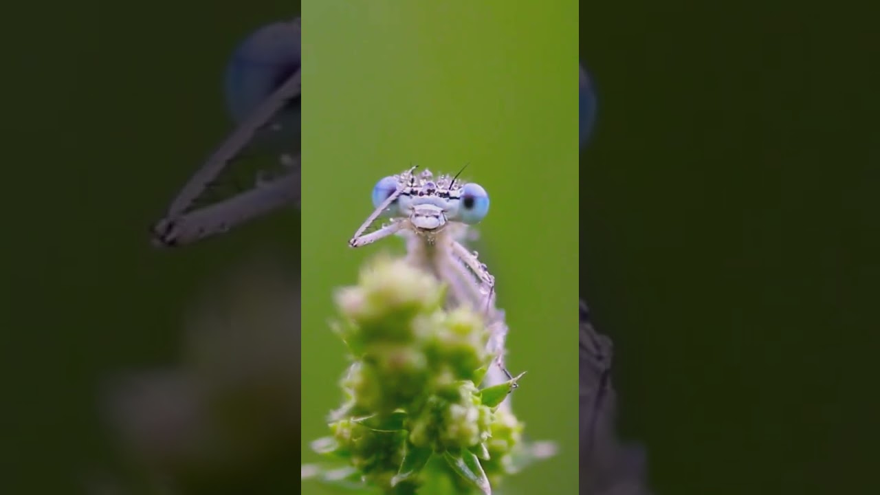 the damselfly cleans its eyes 
