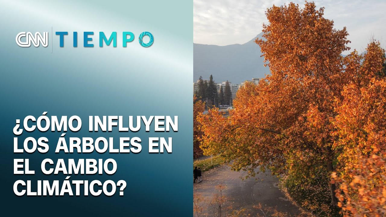 el-rol-de-los-rboles-en-el-cambio-clim-tico-cnn-tiempo-youtube