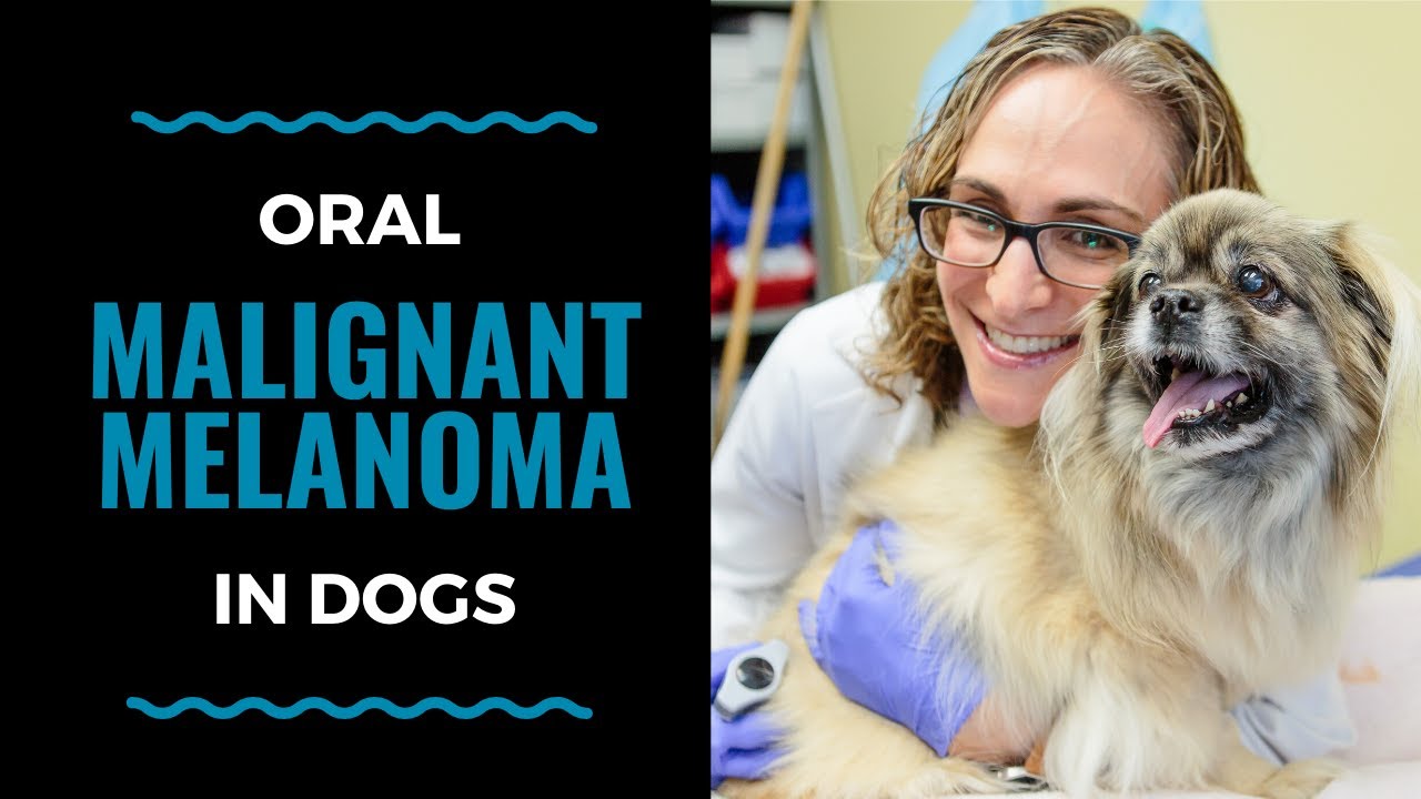 what causes canine oral melanoma