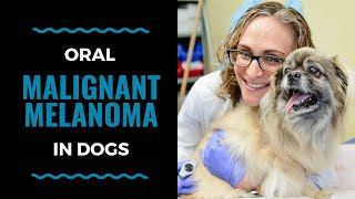 Dog Oral Malignant Melanoma: VLOG 116