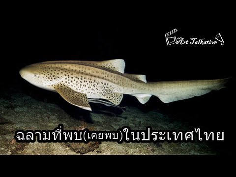 35 ปลาฉลามที่(เคย)พบในน่านน้ำไทย [Art Talkative]