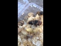 大スズメバチを食らう(^^)　A bee is eaten.