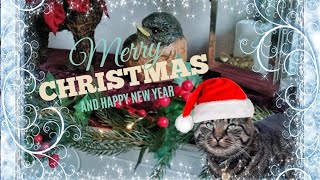 Does Early Christmas Decorating Make Us Happier❓Let's try and see by Samo Tries Cat Stuff 185 views 5 months ago 2 minutes, 27 seconds