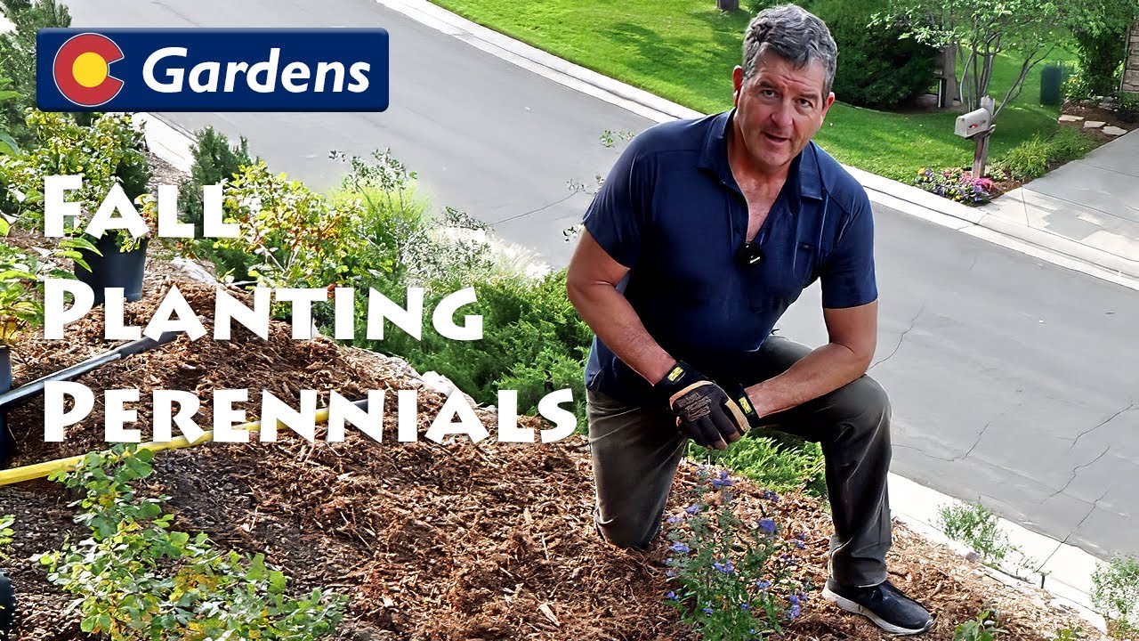 Fall Planting Perennials in Your Colorado Garden - YouTube