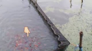 My  KOI outside the cage GROW SO FAST compared inside the cage