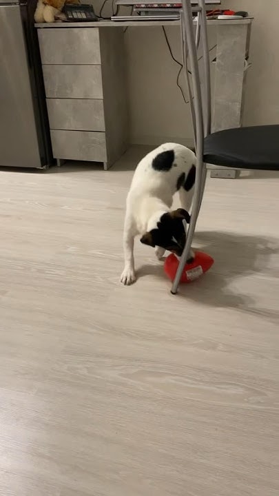 Неуловимое Яйцо - YouTube