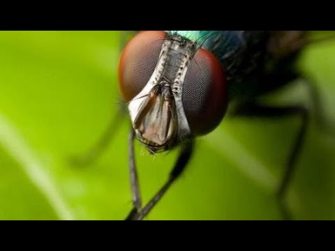 كم عمر الذبابة