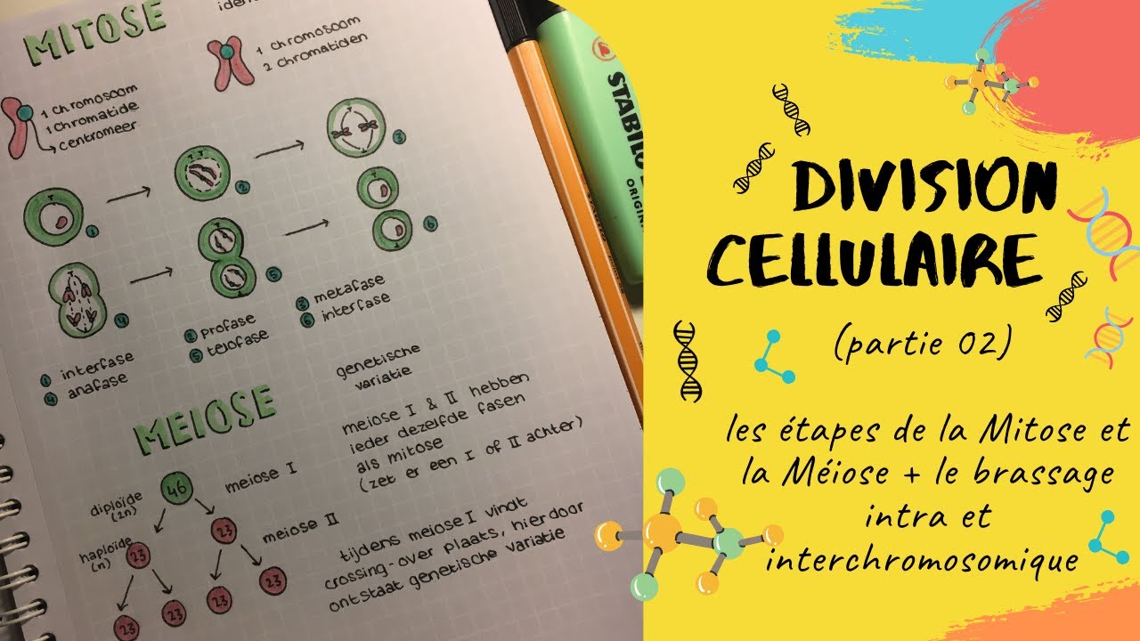 10.1 La division cellulaire – Introduction à la biologie cellulaire et  moléculaire