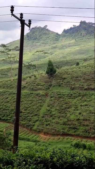 indahnya Ciptaan Allah.. kebun Teh Cikajang jalan raya Garut pamengpeuk Jawa Barat