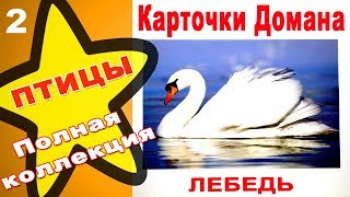 Карточки Домана Птицы часть 2