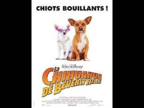 Le Chihuahua de Beverly Hills