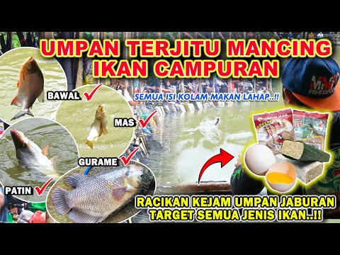 Racikan Umpan Mancing Bawal
