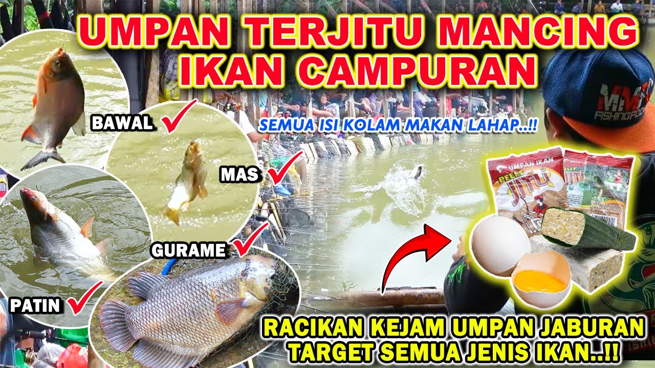 RACIKAN TERKEJAM MANCING IKAN CAMPUR !! SEMUA IKAN MAKAN LAHAP SAMA UMPAN INI ❗❗ BUKTIKAN LANGSUNG!!