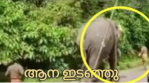 ആന ഇടഞ്ഞോടി | Violent elephant on road