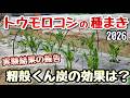 【トウモロコシ】発芽率UPの実験結果~覆土の上に籾殻くん炭~
