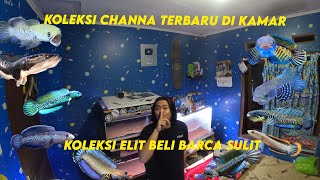 Koleksi Channa Di Kamar Terbaru - Channa Elit Tapi Barca Sulit :')