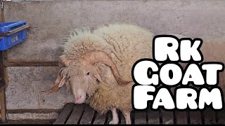 R.K Goat Farm Full Tour (Part 1) || Al Mehtab Goat Farm