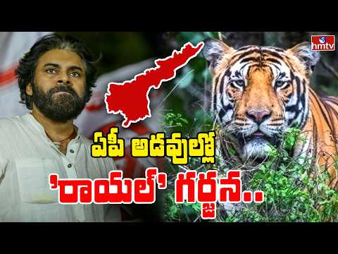 TO THE POINT : ఏపీ అడవుల్లో 'రాయల్' గర్జన.. | hmtv - HMTVNEWS