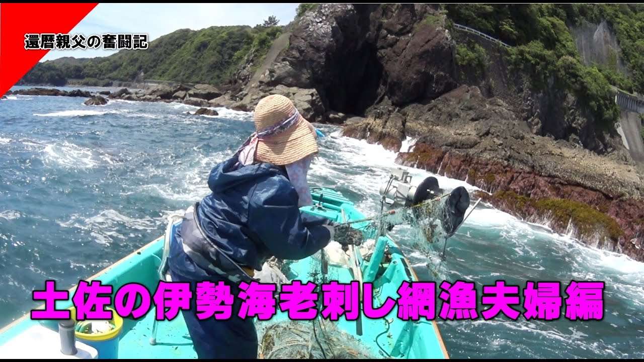 還暦親父の奮闘記、夫婦で高知の伊勢エビ漁を紹介します。#伊勢海老漁 #高知県須崎市 #釣り #船　#土佐湾 #刺し網漁　#漁師  #磯釣り