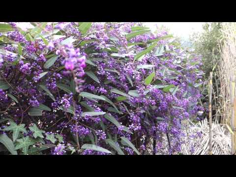 Video: Ano Ang Hardenbergia: Purple Lilac Vine Info At Pangangalaga Sa Mga Hardin