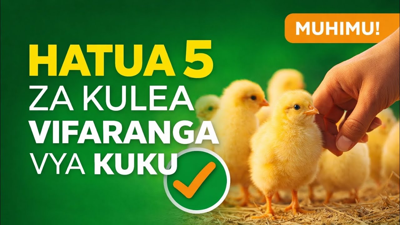 VIDEO HII : NI MUHIMU KWA MFUGAJI ANAYEANZA | LIKE & SHARE | WONDERS FARM TZ .