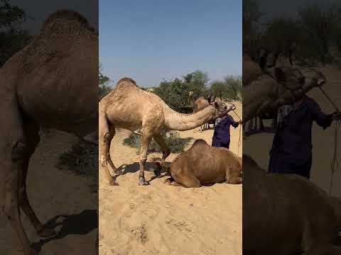 رجل يضع جمل ا بجانب ناقة جالسة على الأرض