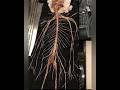 Nervous System|#medical#medicalscience#facts#scientist#scientificdiscovery#interestingfacts #brain