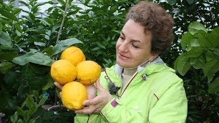 Комнатные лимоны и не только. Мандарины, лаймы, бергамоты и Павловский лимон