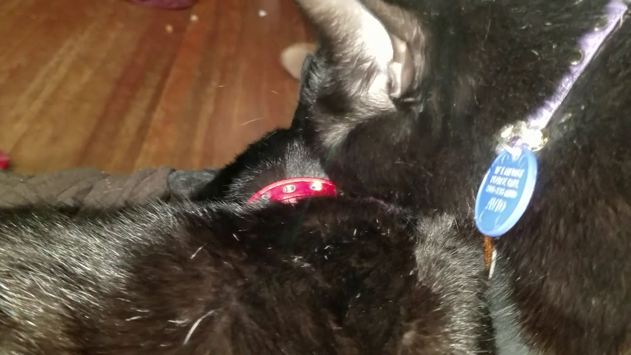 Make sure to wash behind the ears! - YouTube