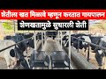 शेतीला खत मिळावे म्हणून करतात गायपालन, शेणखतामुळे सुधारली शेती / HF Cow farming story