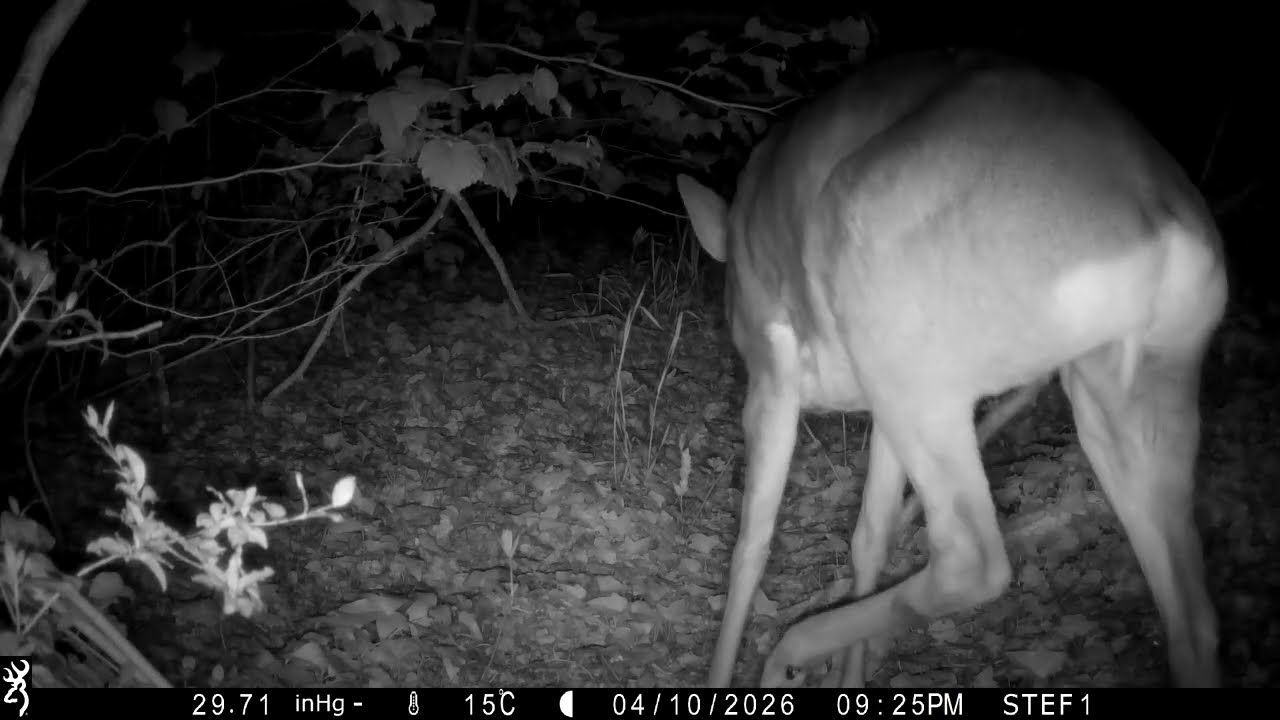 CAPRIOLO - 10/04/2026 - 21:25