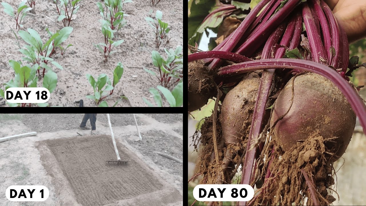 “How We Grew Beetroot for the First Time: A Journey from Seed to Harvest 2024”