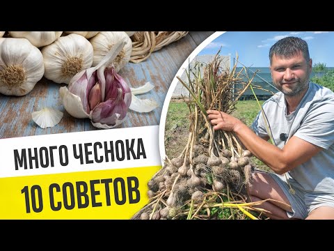 PLENTY OF GARLIC - EASY! Maximum garlic yield: 10 important tips! 2.7 kg of garlic per 1m²