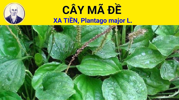 Cây mã đề mọc ở đâu