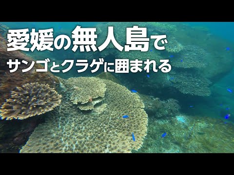 四国の無人島 鹿島でシュノーケリング|サンゴと魚とクラゲに囲まれる