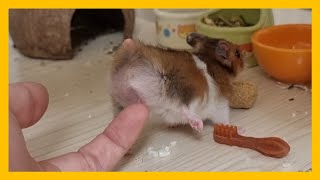 A hamster who wants you to touch his butt.