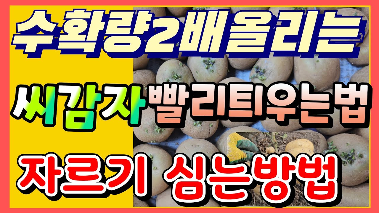 감자 수확량2배올리는 싹틔우기 빨리 틔우는법 심는방법 