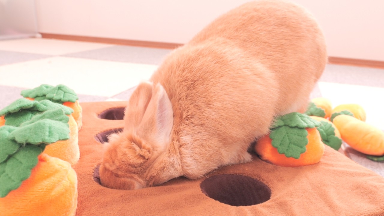 Tried to Grab the Carrot Patch Snack—Mugi Got His Face Stuck 【No