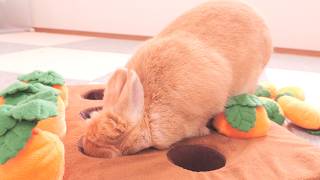 ニンジン畑のおやつを取ろうとしたらお顔が見事にハマりました【No.1861】