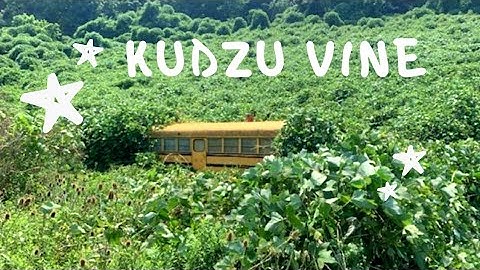 Kudzu Vines - History 1876 to 2021 - Positives and Negatives