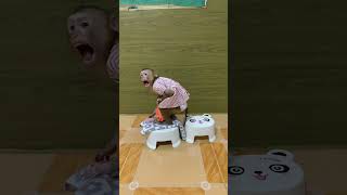Adorable baby monkey #monkeylove #monkeybaby #adorable #adorablemonkey #babyanimal #monkeysmart