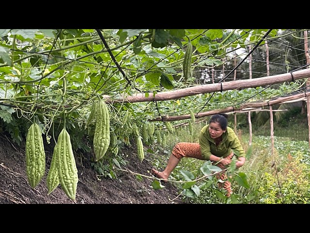 Thu Hoạch Khổ Qua Tặng Bà Con Khắp Xóm • CHẢ NHÁI DỒN KHỔ QUA Ngon Té Xỉu | Bông Lúa Đồng Tháp