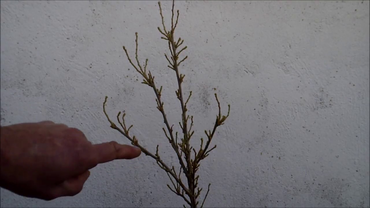 Hibiscus siriacus poda 19 01 2018 - YouTube